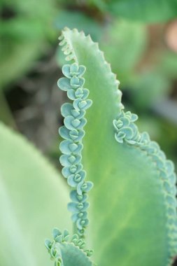 Kalanchoe Melez Bitkisi Doğa Bahçesi