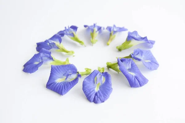 Blauer Schmetterling Erbsenblume Auf Weißem Hintergrund — Stockfoto