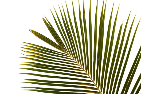 椰子叶 白色背景 — 图库照片