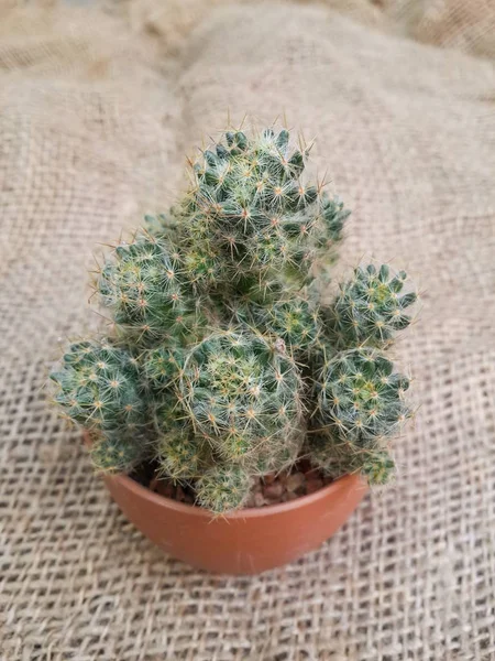 Close Fresh Green Cactus Plants Old Fabric — Stock Photo, Image