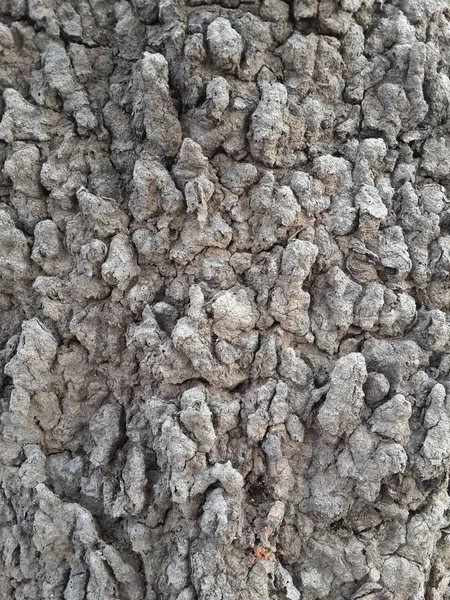 Anthill Doku Üzerinde Kuru Toprak Yakın — Stok fotoğraf