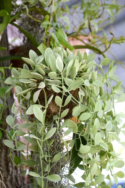 Čerstvý Zelený Dischidia Nummularia Listy Přírodě Zahradní — Stock fotografie