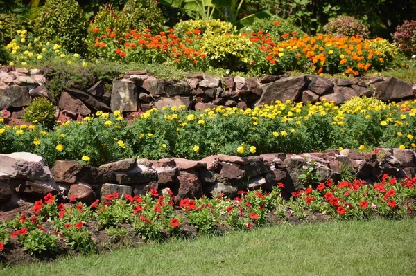 Schöne Blume Naturgarten — Stockfoto