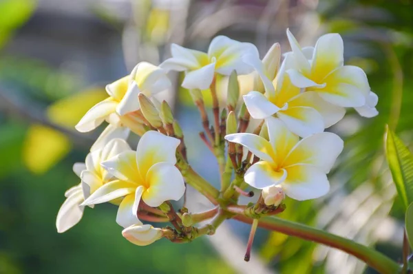 Vit Plumeria Blomma Naturen Trädgård — Stockfoto