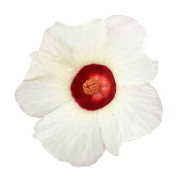 beyaz arka plan üzerinde ebegümeci sabdariffa çiçek