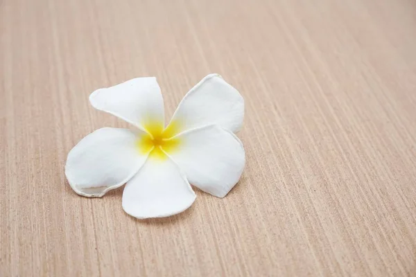 Plumeria Blume Auf Holzboden — Stockfoto