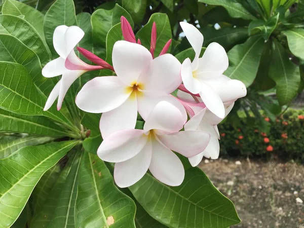 Λευκό Λουλούδι Plumeria Στη Φύση Κήπο — Φωτογραφία Αρχείου