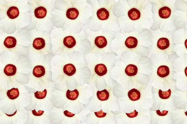 Hibiscus Sabdariffa Blumenmuster Hintergrund — Stockfoto