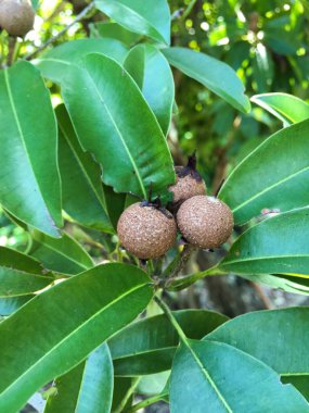 Doğa bahçesinde taze manilkara zapota meyvesi