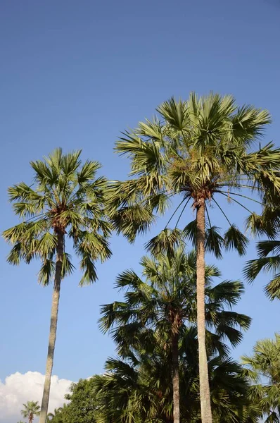 Palmera Verde Fresca Jardín Natural — Foto de Stock