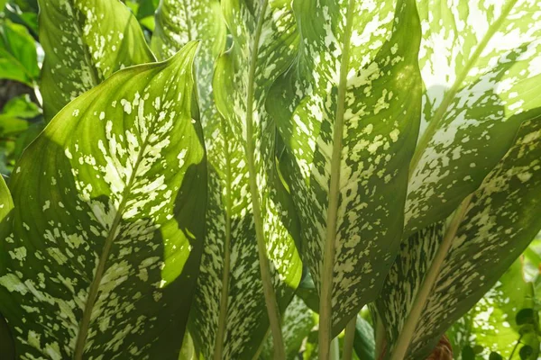 Frische Grüne Dieffenbachia Pflanze Naturgarten — Stockfoto