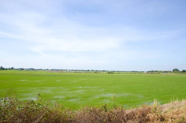 Green Rice Tree Country Thailand — Stock Photo, Image