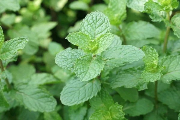 Fechar Plantas Hortelã Cozinha Jardim Natureza — Fotografia de Stock