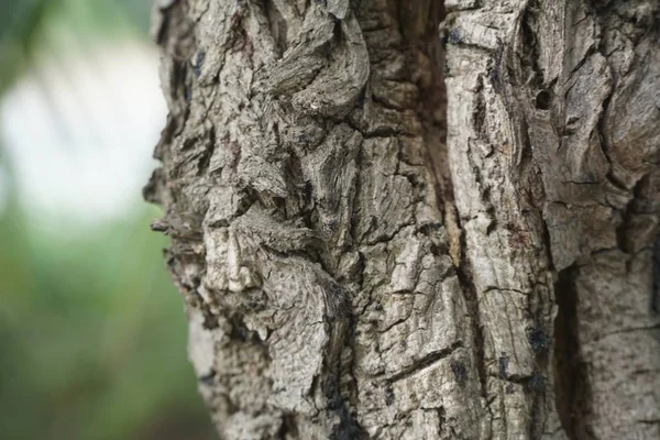 Närbild Torr Bark Träd Konsistens — Stockfoto