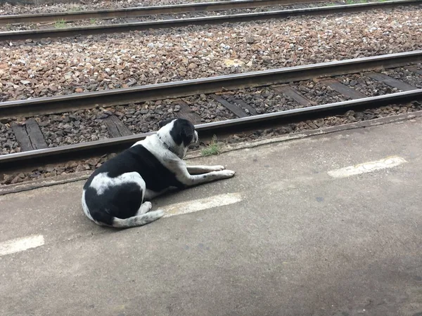 Demiryolu Yakınında Köpek Yakın — Stok fotoğraf