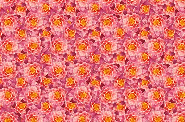 pink lotus flower pattern background
