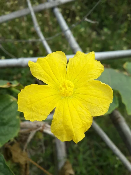 Cerrar Amarillo Luffa Cilíndrica Flor Jardín Naturaleza —  Fotos de Stock