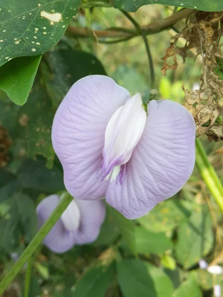 Primo Piano Viola Macroptilium Lathyroides Fiore Nel Giardino Della Natura — Foto Stock
