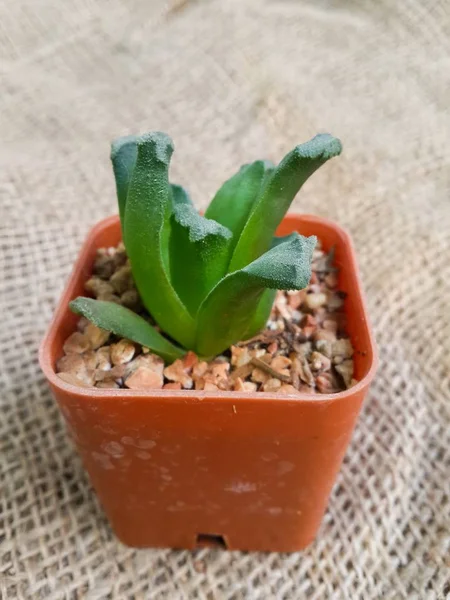Свежий Зеленый Суккулент Растение Небольшой Горшок — стоковое фото