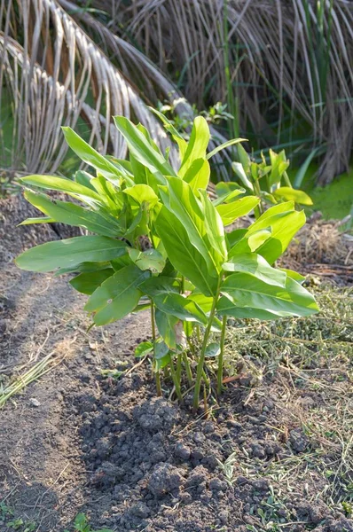 自然花园中的新鲜绿色松果植物 — 图库照片