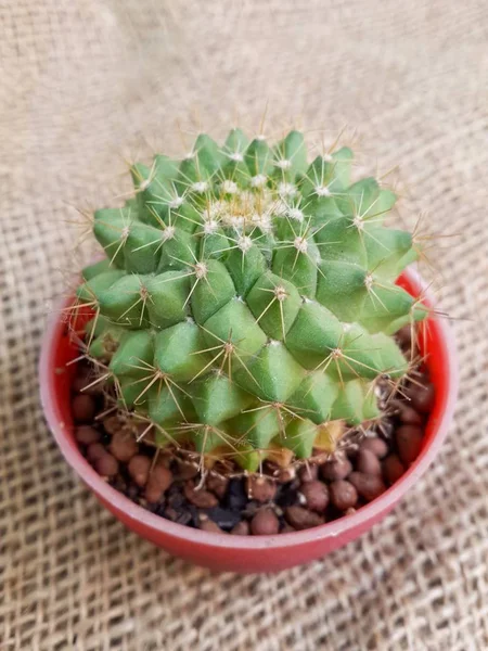 Fermer Plante Cactus Vert Frais Sur Vieux Tissu — Photo