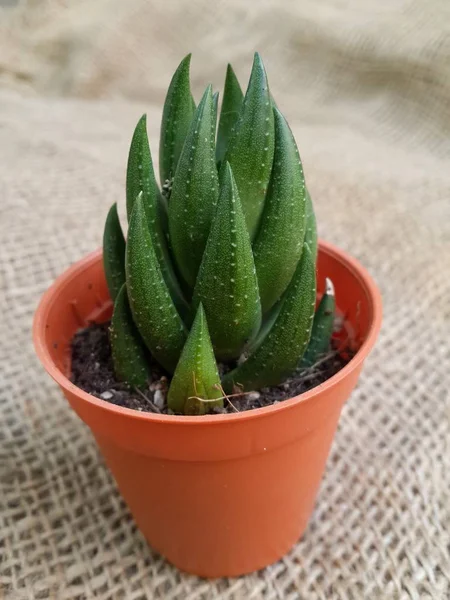 Haworthia Fasciata Kaktüs Bitkiler — Stok fotoğraf