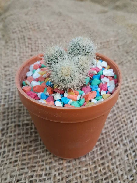 Fermer Plante Cactus Vert Frais Sur Vieux Tissu — Photo