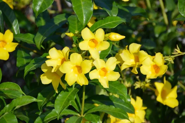 Amarelo Cascabela Thevetia Flor Jardim Natureza — Fotografia de Stock