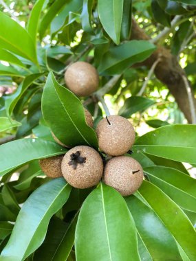 Doğa bahçesinde taze manilkara zapota meyvesi