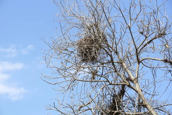 干枝树上的鸟巢 — 图库照片