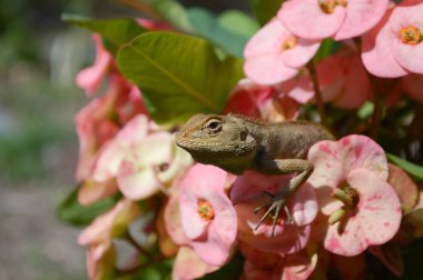 bahçede pembe çiçek üzerinde bukalemun yakın