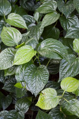 Taze yeşil kavalcı sarmentosum bitkisi doğa bahçesinde