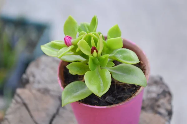 ピンク色のプラスチック製のポットに赤ちゃんのバラやアテンピアの花 — ストック写真