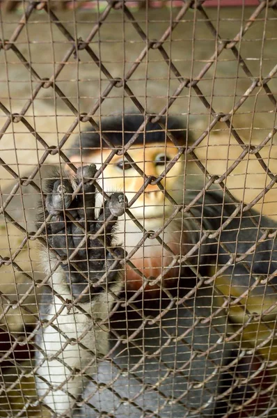 Vermelho Shanked Douc Langur Gaiola Foco Mão Gaiola — Fotografia de Stock