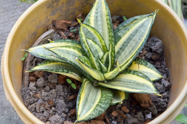 Vicino Sansevieria Pianta Nel Giardino Naturale — Foto Stock