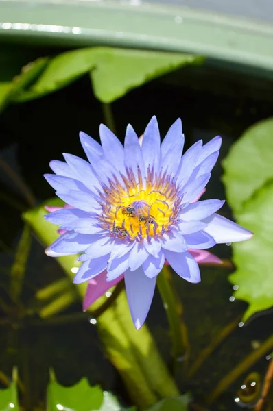 Niebieski Kwiat Lotosu Ogrodzie Przyrody — Zdjęcie stockowe