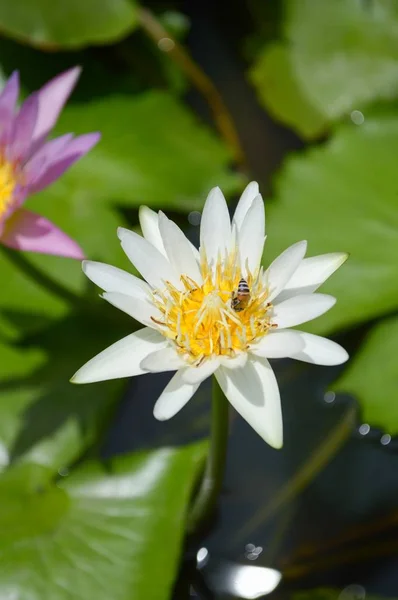 Fleur Lotus Blanc Dans Jardin Naturel — Photo