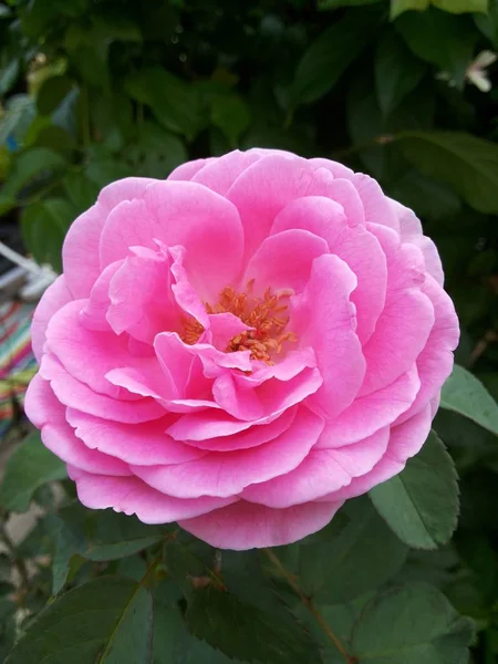 Roze Damast Roos Bloem Natuur Tuin — Stockfoto