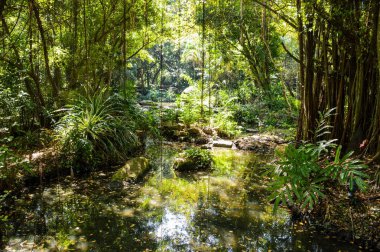 Tayland 'da doğa ormanı