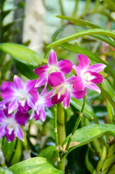 Lila Orchideenblume Naturgarten — Stockfoto