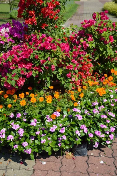 Colorful Flower Nature Garden Thailand — Stock Photo, Image