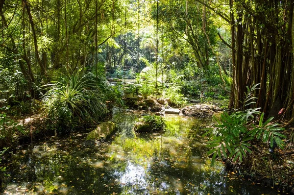 Bosque Natural País Tailandia —  Fotos de Stock