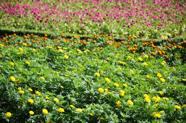 Gelbe Tagetes Erecta Blume Naturgarten — Stockfoto