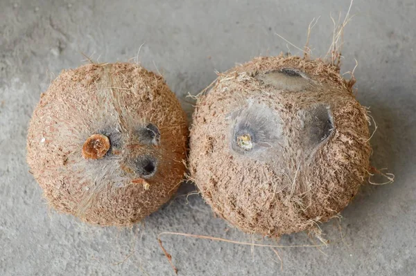 Close Brown Coconut Ball Cement Floor — Stock Photo, Image