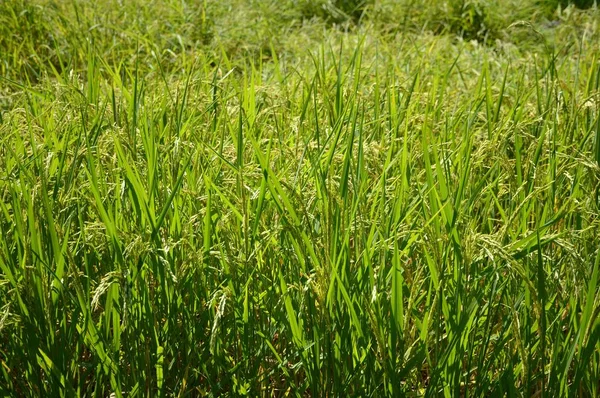 Árvore Arroz Verde Fresco País Tailândia — Fotografia de Stock