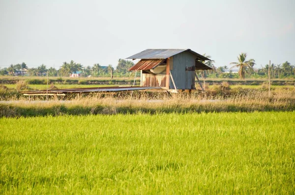 Grönt Ris Träd Landet Trädgård Thailand — Stockfoto