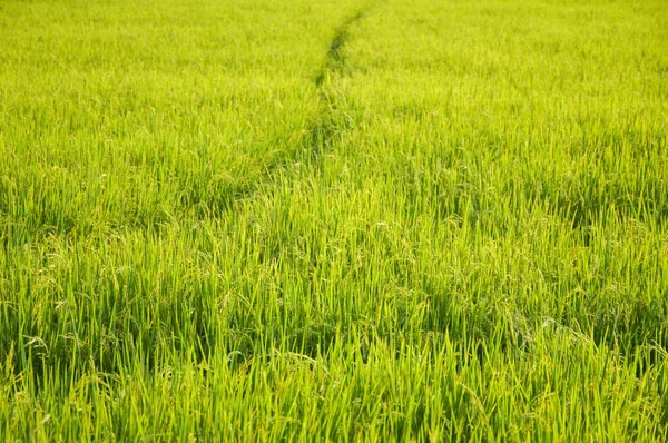 Árvore Arroz Verde Fresco País Tailândia — Fotografia de Stock