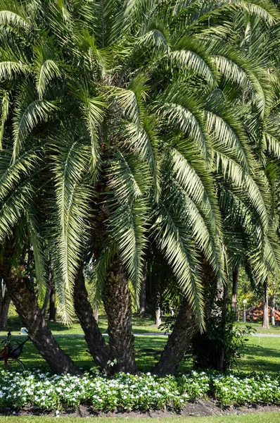 Palmeira Jardim Natureza — Fotografia de Stock