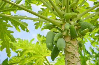 Doğa bahçesinde taze yeşil papaya ağacı