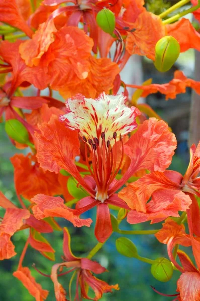 Flam Boyant Flower Nature Garden — Stock Photo, Image
